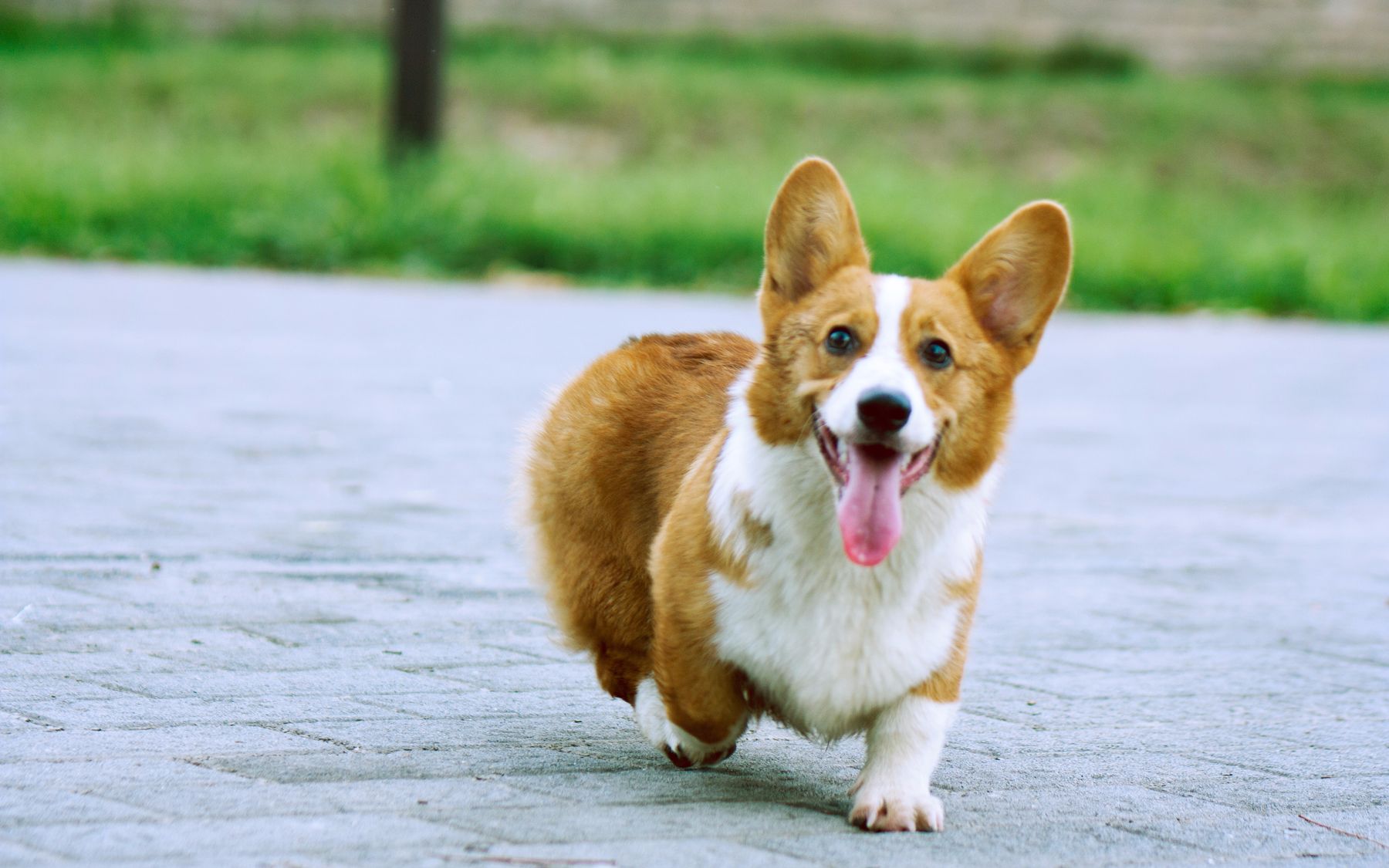 柯基犬純種至少千元以上1,柯基一般是指威爾士柯基犬,是一種非常受